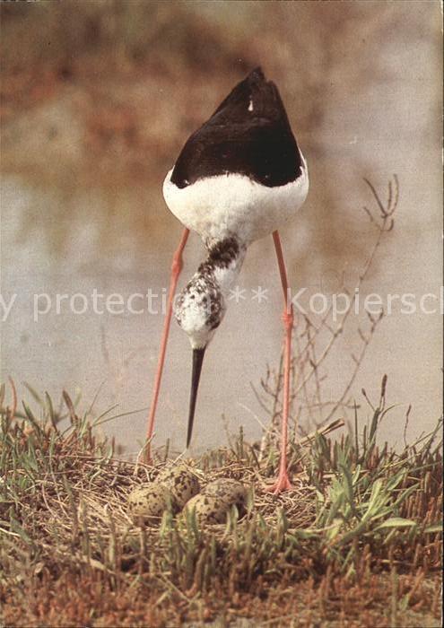 Voegel Stelzenläufer