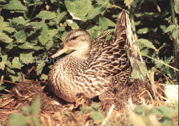 Enten Mittelente mit Küken