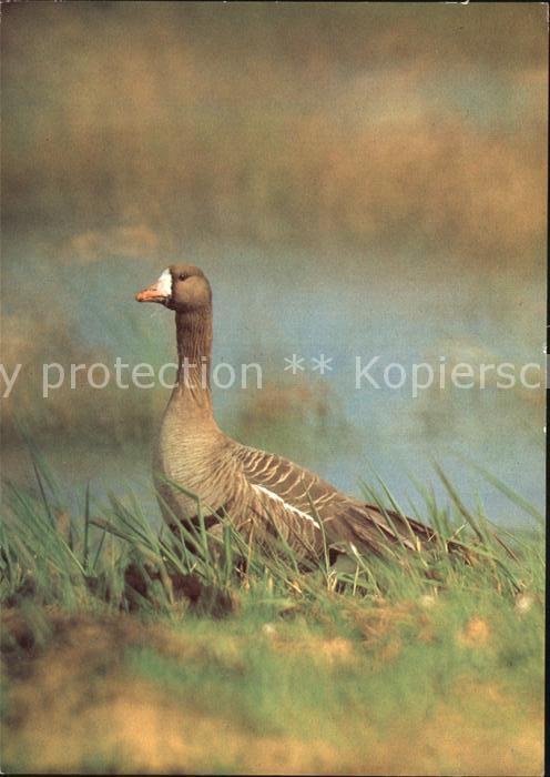 Voegel Blessgans