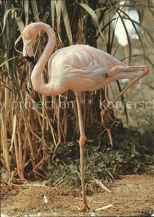 Flamingo 125 Jahre Zoologischer Garten Dresden