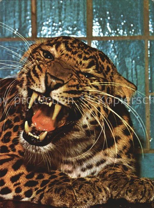 Tiere Chinesischer Leopard Zoo Leipzig