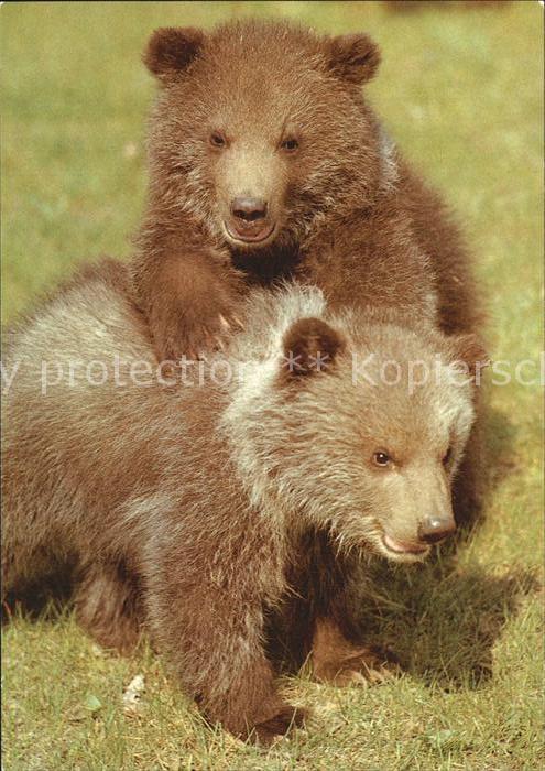 Baeren Junge Grizzlybären Zoo Leipzig