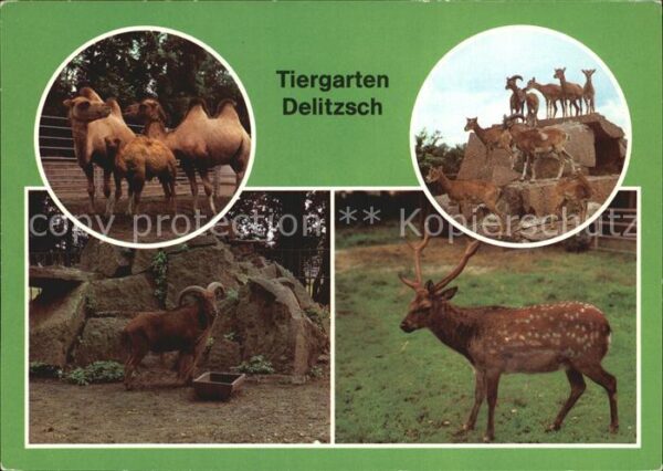 Zoo Tiergarten Delitzsch Mufflon Mähnenspri