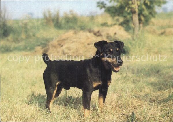 Hunde Deutscher Jagdterrier