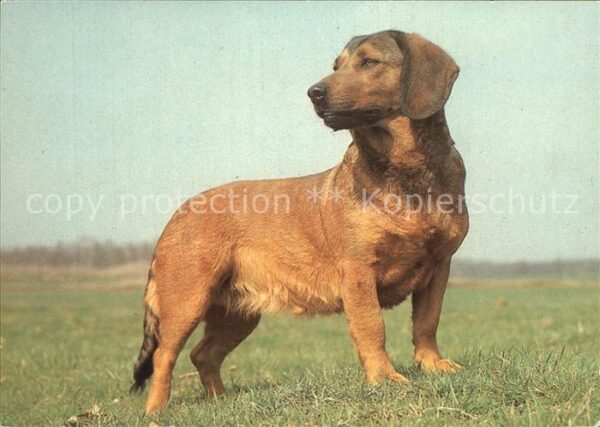 Hunde