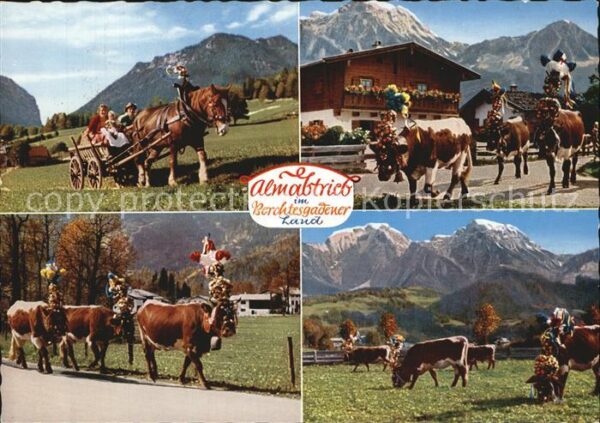 Kuehe Almabtrieb Berchtesgadener Land