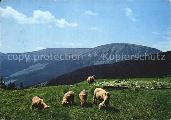 Schafe Krkonose Brunnberg Studnicna