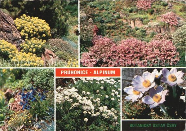 Blumen Vielfarbige Wolfsmilch Rhododendren Koc