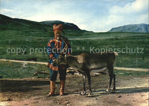 Rentier Lapp Reindeer Norway