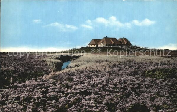 Halligen Nordsee Blühende Hallig