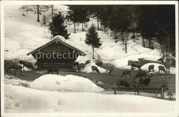 Mittenwald Bayern Wildfütterung