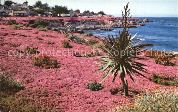 Pacific Grove Ice Plant