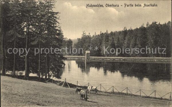 Hahnenklee-Bockswiese Harz Auerhahn
