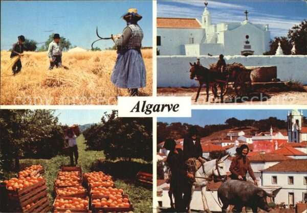 Algarve Kornernte Orangen