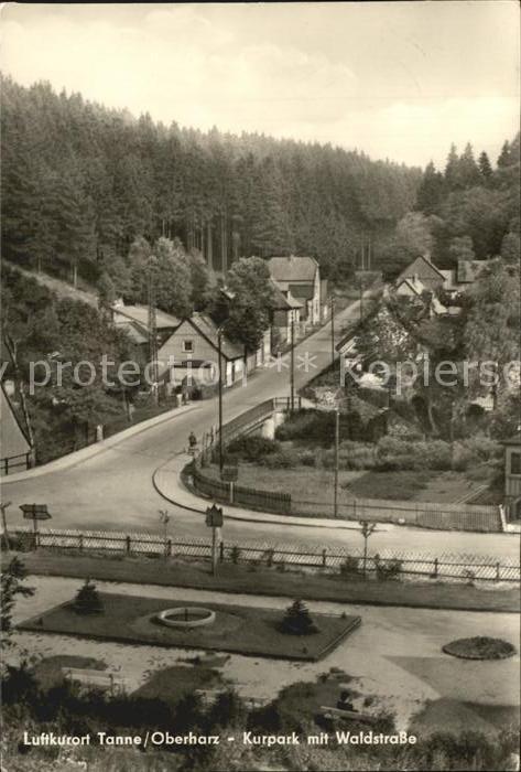 Tanne Harz Kurpark mit Waldstrasse