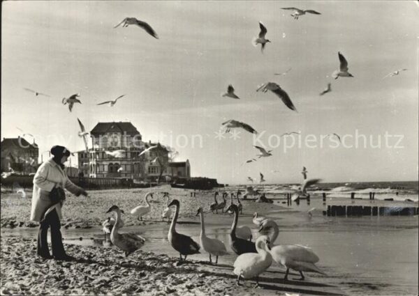 Kuehlungsborn Ostseebad Strand Scwäne Möwen
