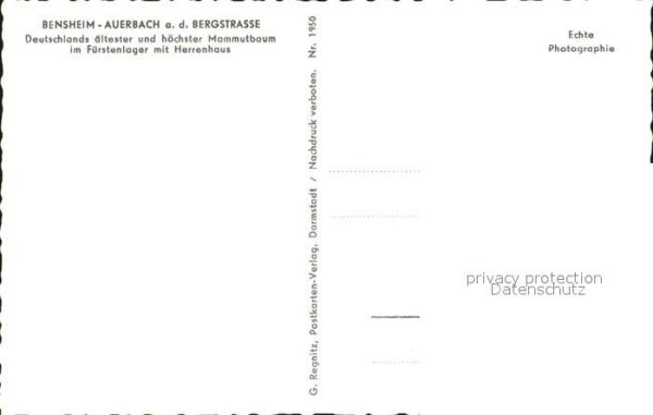 Auerbach Bergstrasse Deutschlands ältester und höchster Mamm – Bild 2