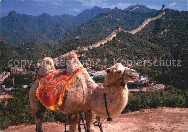 Beijing Great Wall Kamel