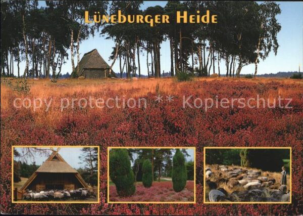 Lueneburger Heide Schäfer