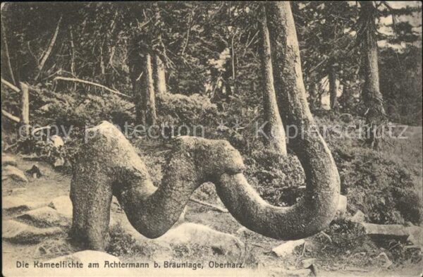 Braunlage Kameelfichte am Achtermann