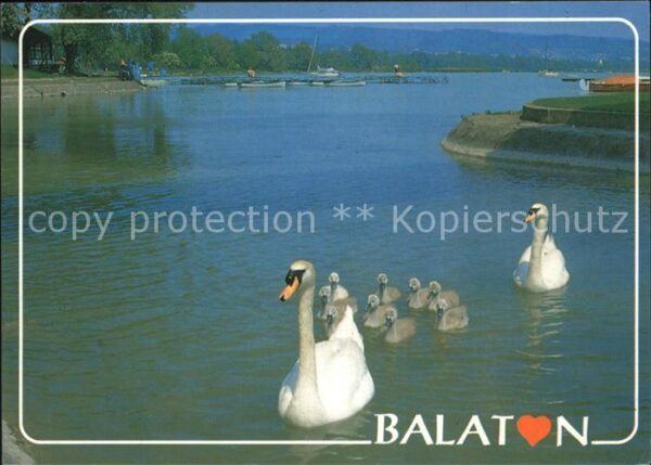 Balaton Plattensee Schwäne mit Küken