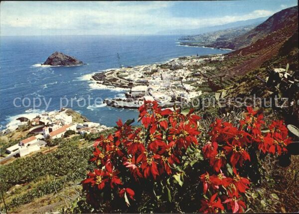 Garachico Costa Flores de Pascua Küste Weihnachts