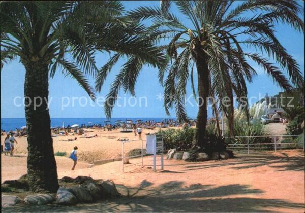 Calella Playa y Paseo Maritimo Strand Palmen