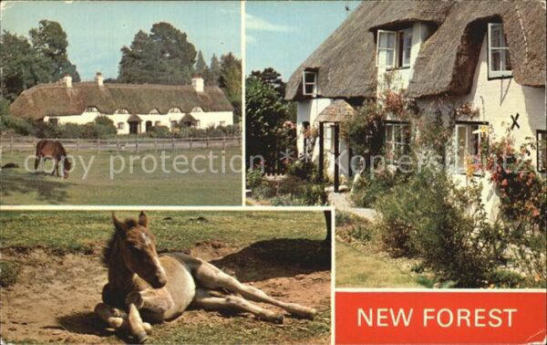 New Forest Pferd Fohlen