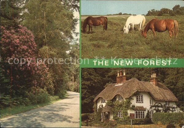 Lyndhurst The new Forest