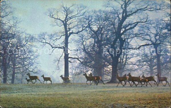 Hirsch Woburn Park