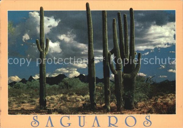 Kakteen Saguaros Sonoran Desert Organ Pipe Cact
