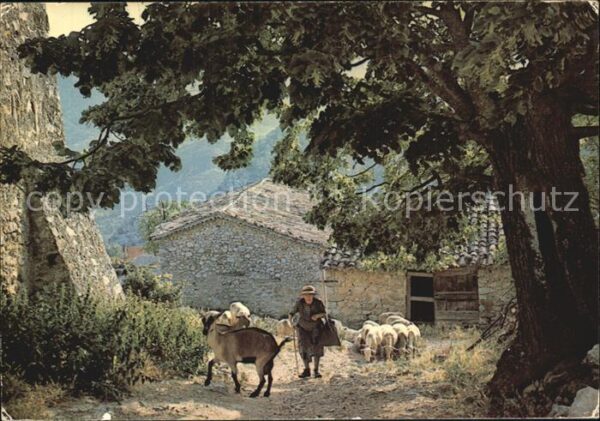 Schafe Bergere et son tropeau Carpentras