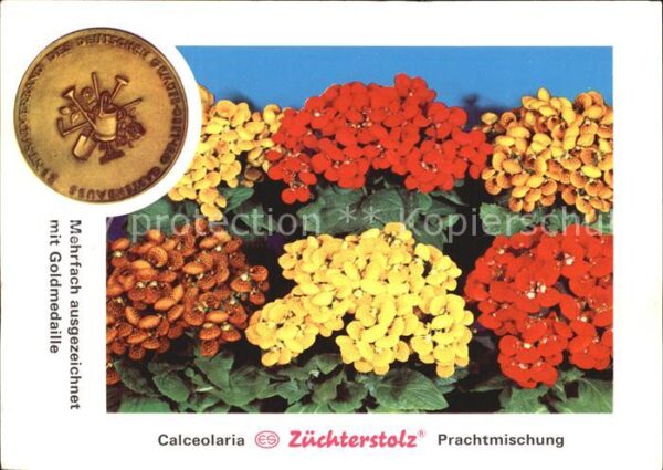 Blumen Calceolaria Pantoffelblumen Samenzucht