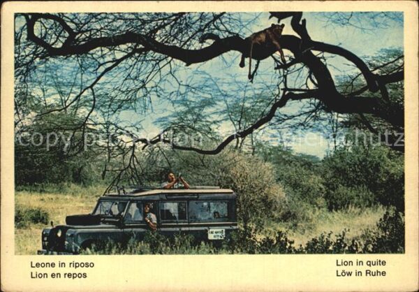Loewe Leone in Riposo Fauna Africana