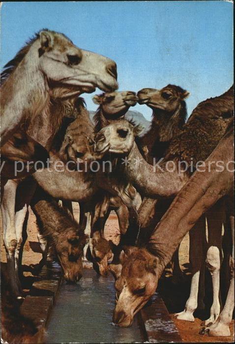 Kamel  Camel Chameau Tunesien
