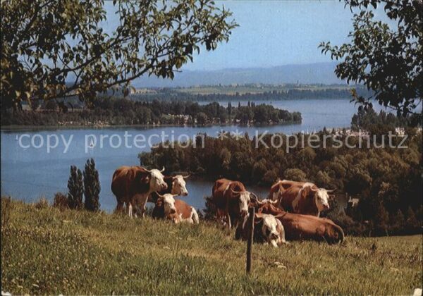 Kuehe Wagingeer See Oberbayern