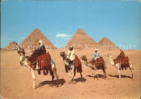 Kamel  Camel Chameau Giza Arab Camelriders Pyramids