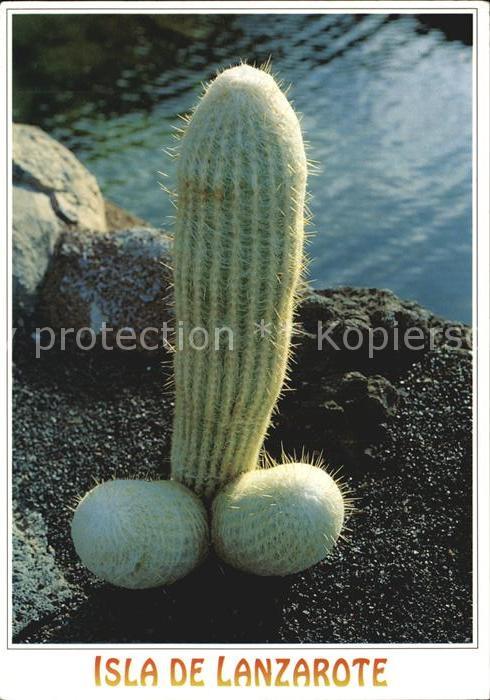 Kakteen Jardin de Cactus Isla de Lanzarote