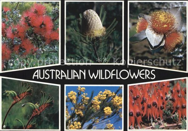 Blumen Australian Wildflowers Kunzea pulchella