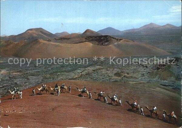 Kamel  Camel Chameau Lanzarote Caravanas Montanas de Fuego