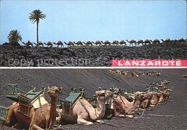 Kamel  Camel Chameau Lanzarote Montanas de Fuego Caravana de