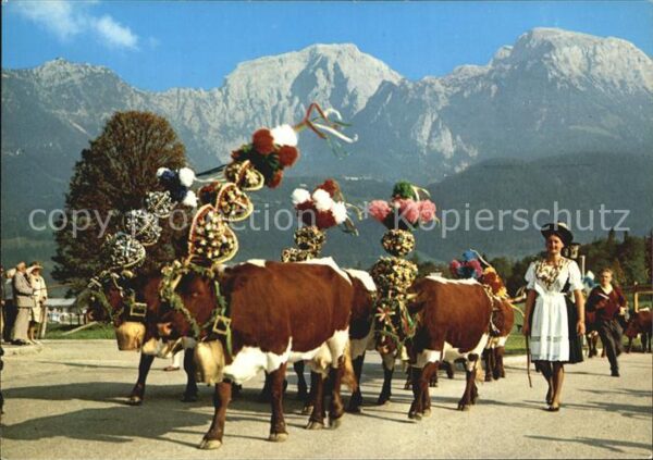 Kuehe Almabtrieb Berchtesgadener Land