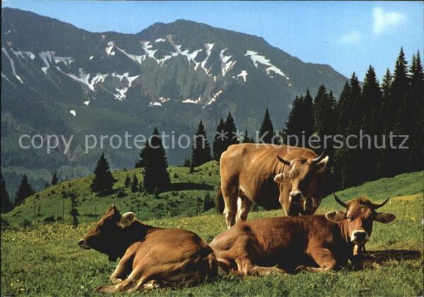 Kuehe Allgäu