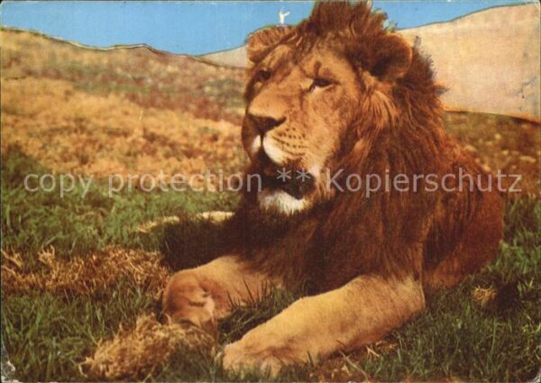 Loewe Äthiopien
