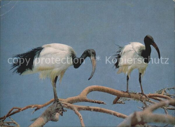 Voegel Sacred Ibis Ethiopia