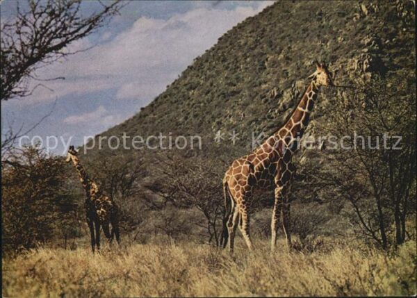 Giraffe El Kere Ethiopia