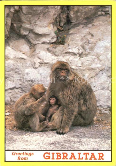 Affen Rock Apes Gibraltar