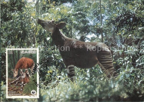 Tiere Okapi