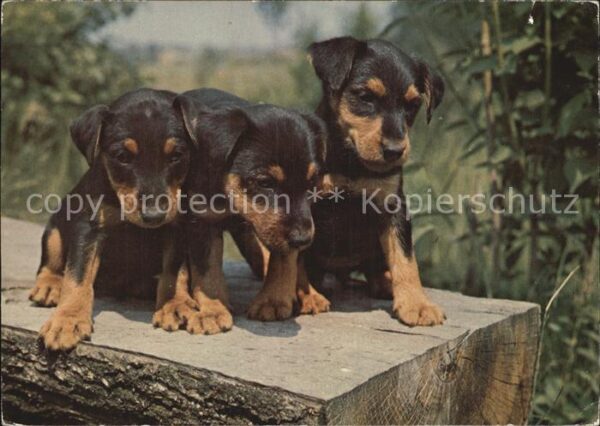 Hunde Welpen