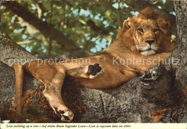 Loewe Liegender Löwe auf einem Baum
